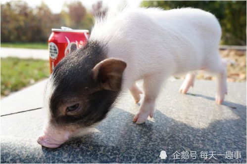 老人的話真不假——71年豬豬豬的后半生，知命還是認(rèn)命