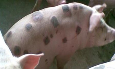 豬丹毒病的傳染途徑與治療方法詳解